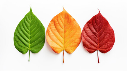 Three exotic leafs next to each other on white background