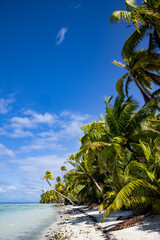 White sandy beach with palm trees at Tetiaroa, Tahiti, French Polynesia. 