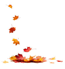 Autumn orange  leaves falling down Isolated on white background