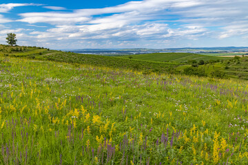 Palava landscape near Dolni Dunajovice, Southern Moravia, Czech Republic