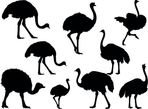 Set of ostriches in different poses., Ostrich Animal Silhouette. black Illustration in various themes. Hand drawn collection