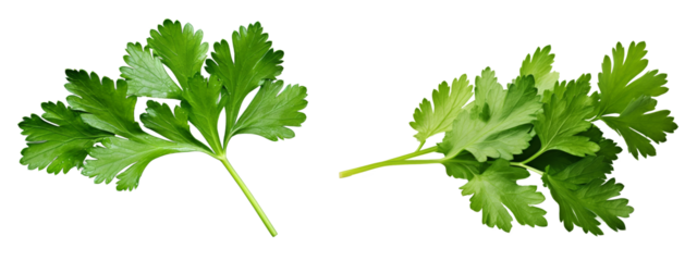 Hojas de perejil en fondo transparente.