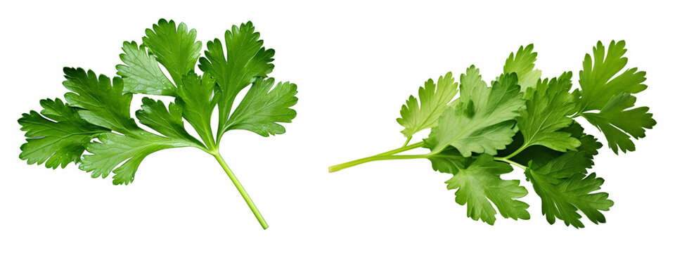 Hojas de perejil en fondo transparente.