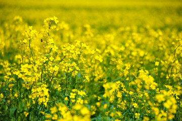 closeup of a grass with yellow flowers, close up view