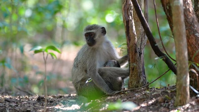 Vervet Monkey with baby, looking after and caring for and teaching the infant about monkey business. natural cycle of nature. Taken in a Holiday resort of South Africa