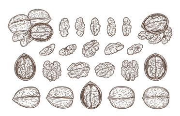 Vector walnut hand-drawn illustrations, walnut kernels, halves and shells