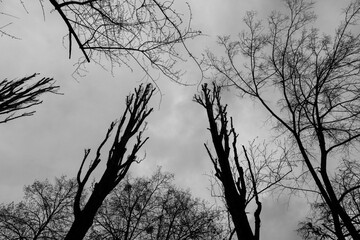 Silhouettes of bare trees with chopped branches against a gray sky