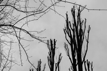 Silhouettes of bare trees with chopped branches against a gray sky