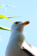 Close image of a seagull on a sunny day