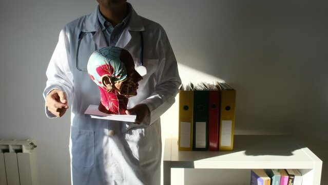 Physician holding a replica human head with a brain and cranial section, symbolizing the realms of neurology, research, the exploration of the human body, and psychology.