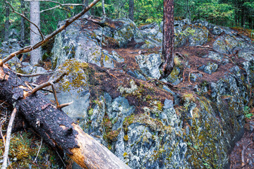trees growing on rocks, stones, in the forest, a powerful root system