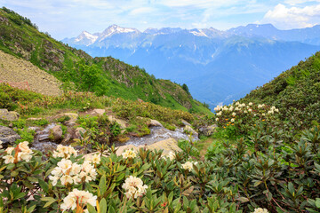 Fototapeta na wymiar Flowering rhododendron plants growing in a mountainous area selective focus