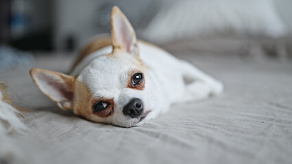 Beautiful chihuahua lying on the bed
