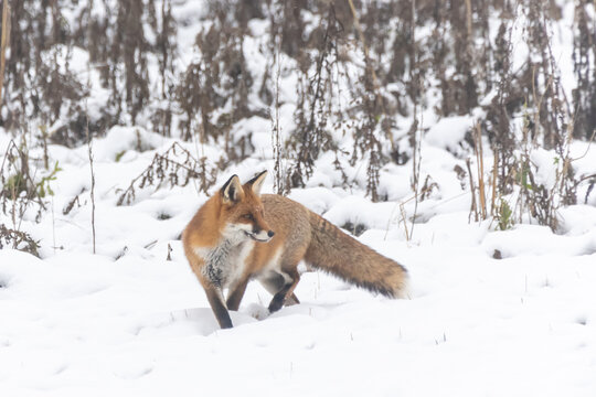 F&auml;he im Schnee bei der Jagd