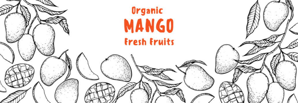 Ripe mango sketch. Hand drawn vector illustration. Tropical fruit. Packaging design, menu design, juice packaging. Mango frame.