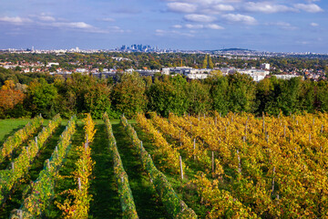 Fototapeta na wymiar Grape plantation on traditional trellises against the background of hills in the suburbs of Paris.