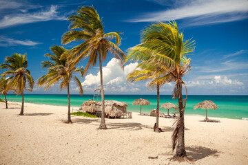 palm trees on the beach in Cuba