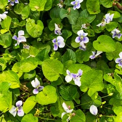 Little blue and white flowers 