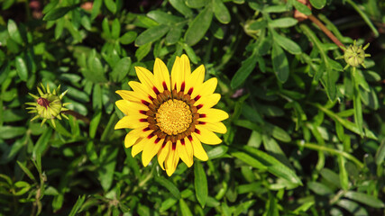 Bright yellow Gazania flower in the garden.