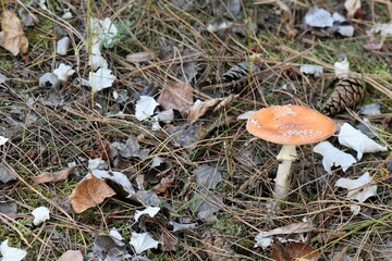 mushroom in the forest