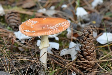 fly mushroom in forest