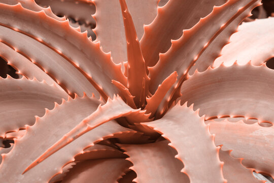 Rosette of lush leaves of Aloe arborescens in Peach Fuzz. Trendy color 2024 year.