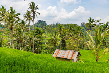 Farmer's house near rice fields and jungles at Bali island