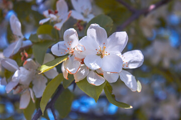 Apple tree blossom spring background of blooming flowers beautiful nature with blossoming tree spring flowers.