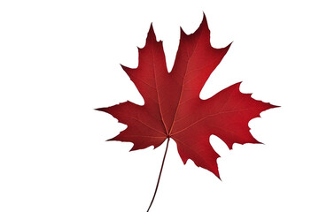 Red maple leaf isolated on transparent background