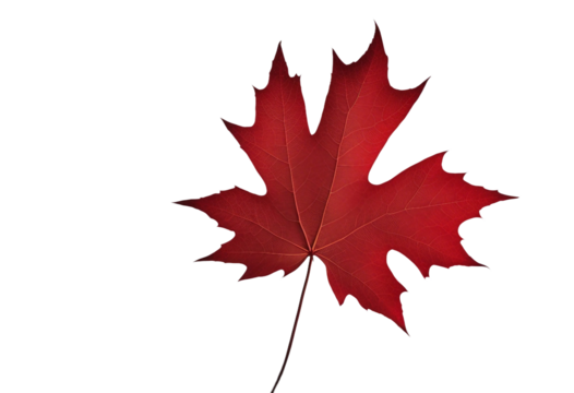Red maple leaf isolated on transparent background