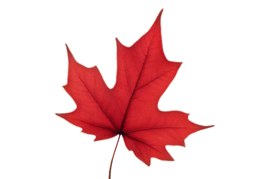 Red maple leaf close up isolated on transparent or white background