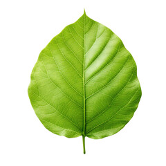 A single, bright green leaf with visible veins and texture, symbolizing growth and nature