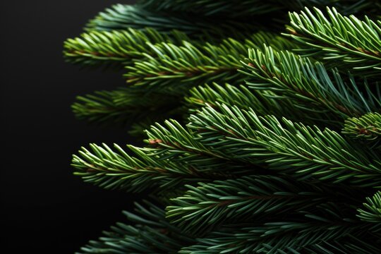 A close-up view of a pine tree against a black background. This image can be used for various purposes