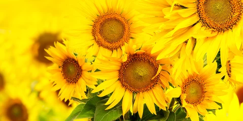 Wandcirkels plexiglas sunflowers on a field © Vera Kuttelvaserova