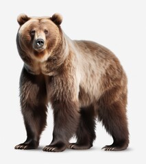 the grizzly bear standing on transparent background