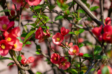 Chaenomeles japonica japanese maules quince flowering shrub, beautiful bright pink color flowers in bloom on springtime branch