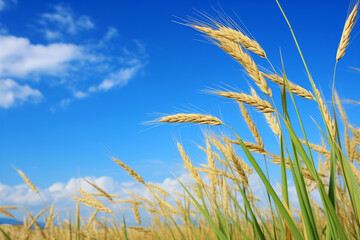 wheat ears in close-up on field, selective focus