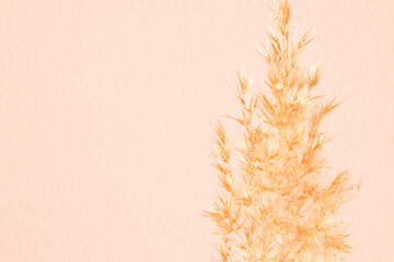 Pampas grass against a background textured wall of Peach Fuzz color. Lifestyle home interior, abstract nature decoration. 