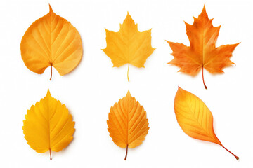 Fototapeta premium autumn orange leaves, isolated on white background