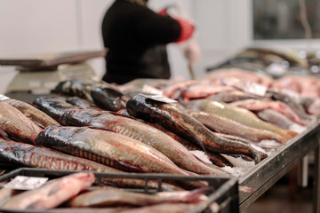 An Enthusiastic Fisherman Surrounded by a Variety of Freshly Caught Fish