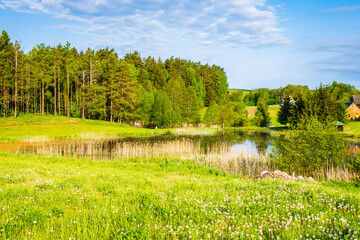 Green meadow and small pond with spring flowers, Suwalki Landscape Park, Podlasie, Poland