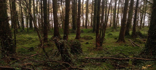 Obraz premium Killykeen Forest Park