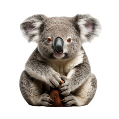 a Koala bear on a branch, front view, isolated and transparent PNG in a Nature-themed, photorealistic illustration. Generative ai