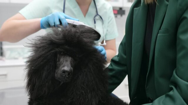 Veterinarian checks microchip implant using scanner device under the skin of large royal poodle dog during appointment. The lost pet was brought to the veterinary hospital to find the owner