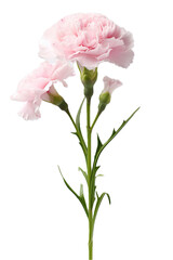 a pink/red carnation flower, side view, in a PNG, Mother's floral-themed, isolated, and transparent photorealistic illustration. Generative ai