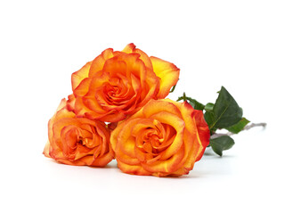 Three orange roses.