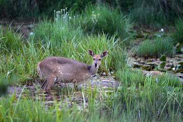 A beautiful female bushbuck in the lush green bush veld grazing and looking for predators