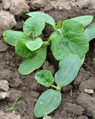 Young zucchini seedlings grow in the open ground