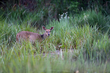 A beautiful female bushbuck in the lush green bush veld grazing and looking for predators