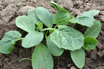 Young zucchini seedlings grow in the open ground